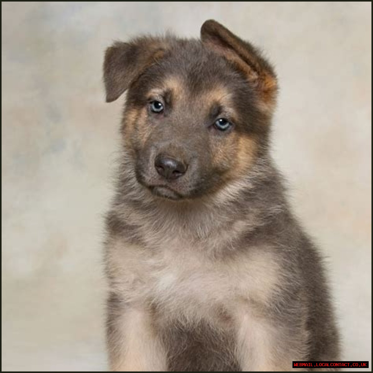 Finding The Perfect German Shepherd: GSD For Sale In VA